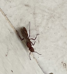 Ectatomma tuberculatum