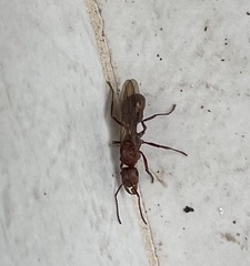 Ectatomma tuberculatum