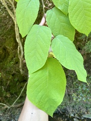 Neoshirakia japonica