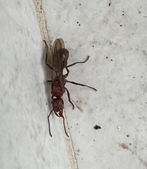 Ectatomma tuberculatum