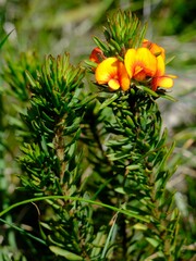 Pultenaea humilis