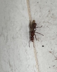 Ectatomma tuberculatum