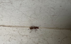 Ectatomma tuberculatum