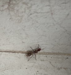 Ectatomma tuberculatum