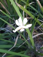 Dietes grandiflora