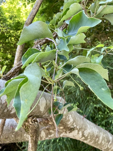 Schisandra repanda iNat (1)