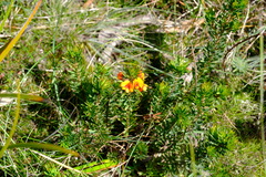 Pultenaea humilis