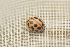 Tytthaspis sedecimpunctata