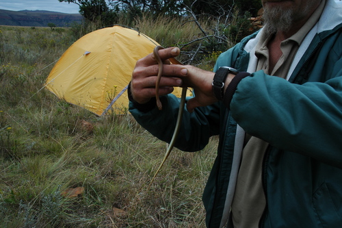 Swazi Rock Snake