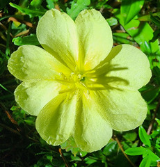Oenothera humifusa