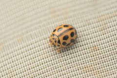 Tytthaspis sedecimpunctata