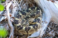 Crotalus molossus molossus