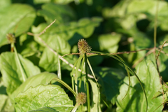 Cyperus brevifolioides