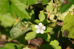 Geranium thunbergii