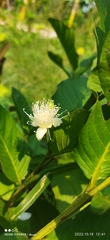 Psidium guajava