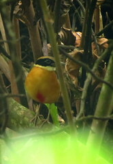 Pitta moluccensis