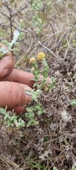 Helichrysum odoratissimum