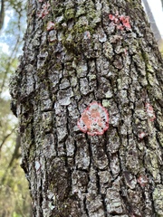 Herpothallon rubrocinctum