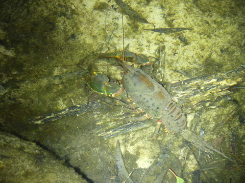 Euastacus spinifer
