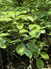Micromeles japonica