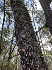 Herpothallon rubrocinctum