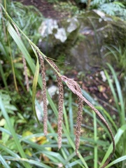 Carex leviosa