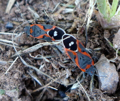 Lygaeus kalmii kalmii