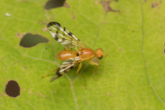 Acidia cognata