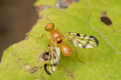 Acidia cognata