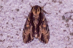 Shaka atrovittatus