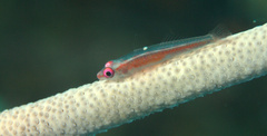 Bryaninops