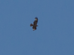 Buteo hemilasius