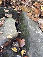 Fontinalis antipyretica