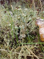 Cladonia verticillata