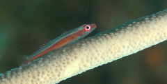 Bryaninops