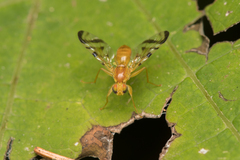 Acidia cognata