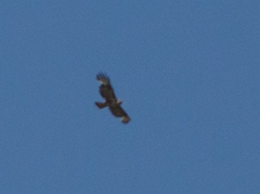 Buteo hemilasius
