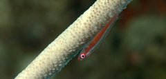 Bryaninops