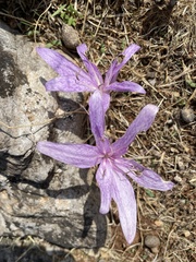 Colchicum variegatum