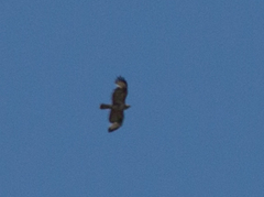 Buteo hemilasius