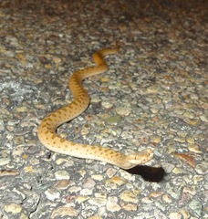 Hypsiglena chlorophaea