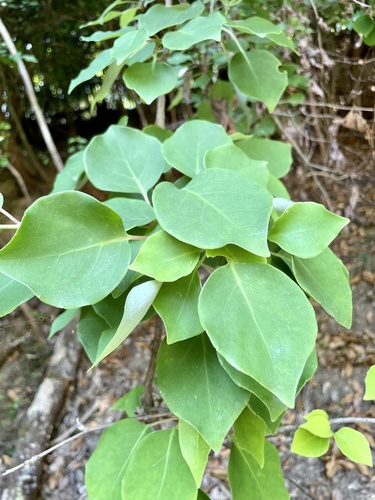Schisandra repanda iNat (2)