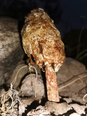 Podaxis