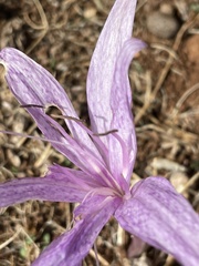 Colchicum variegatum