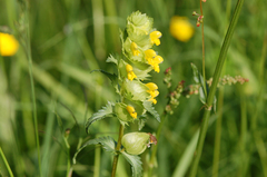 Rhinanthus serotinus