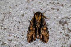 Shaka atrovittatus