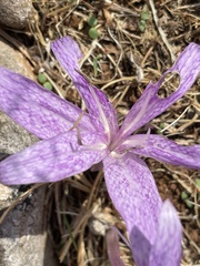 Colchicum variegatum