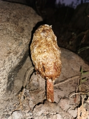 Podaxis