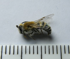 Colletes