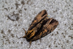 Shaka atrovittatus